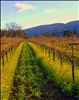 Napa Valley Vineyard